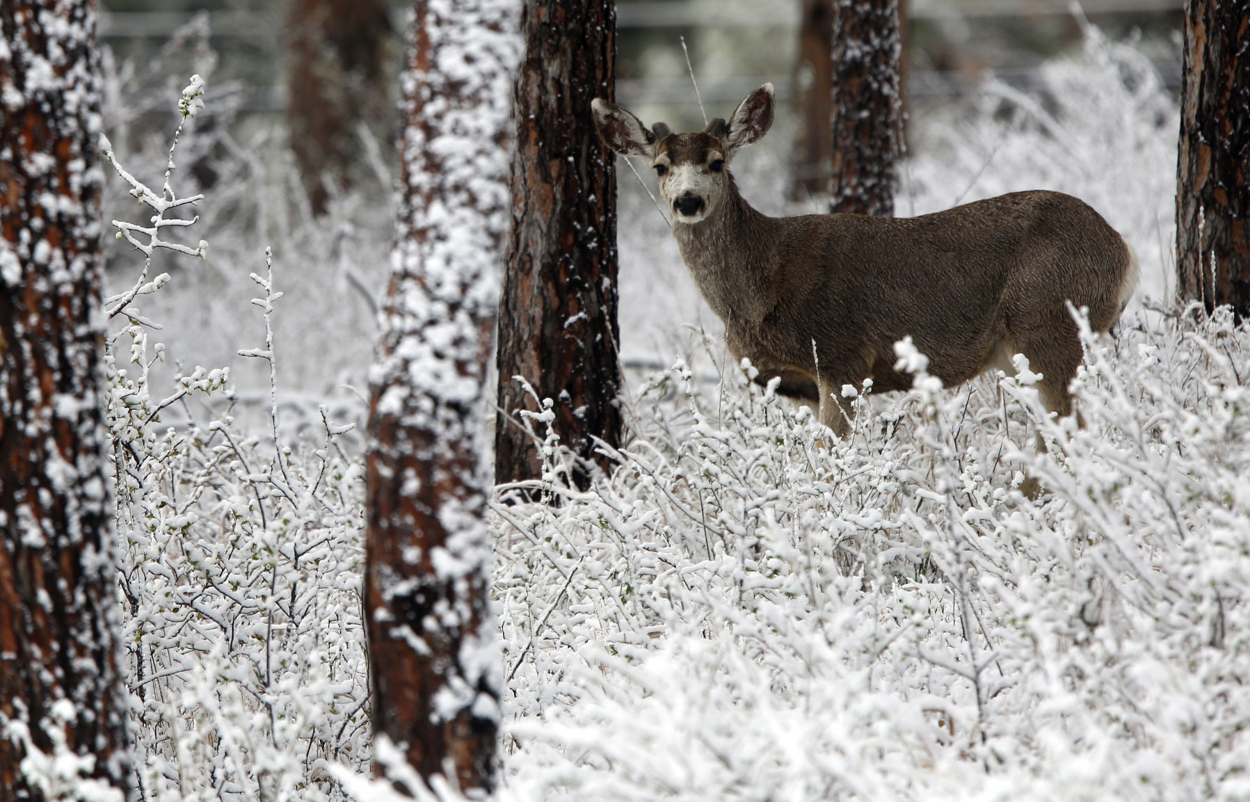 041117-nws-snow001.JPG
